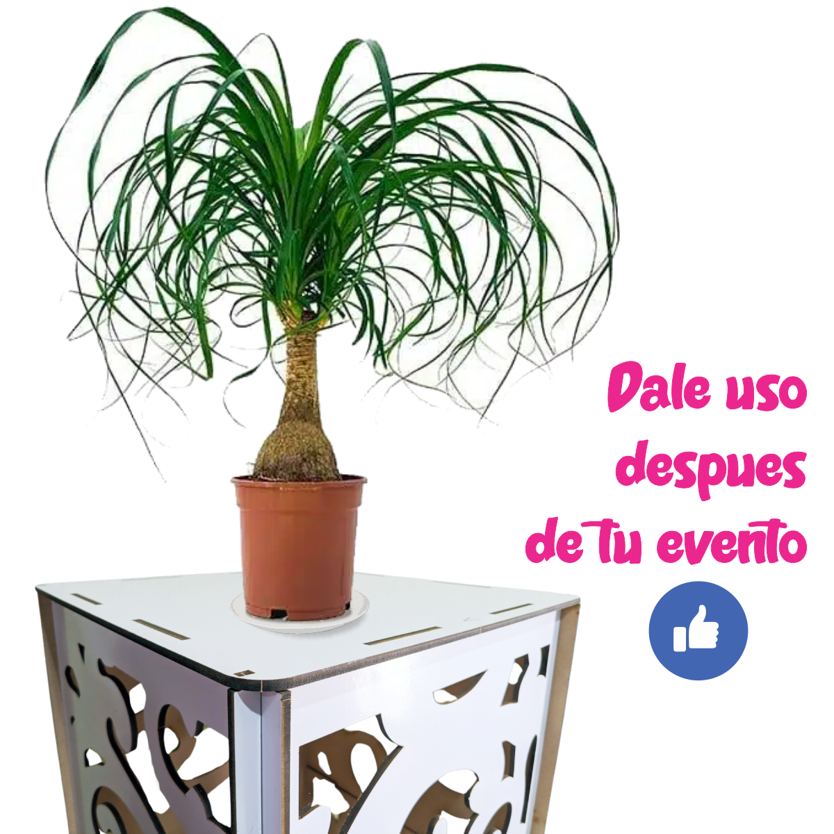 Cilindros Cuadrados Candy Bar Armables Para Mesas De Dulces 1 Cara Blancos Exhibidores