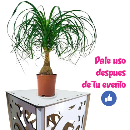 Cilindros Cuadrados Candy Bar Armables Para Mesas De Dulces 1 Cara Blancos Exhibidores